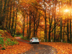 71783374-car-on-a-forest-path