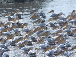 BIRDS 1