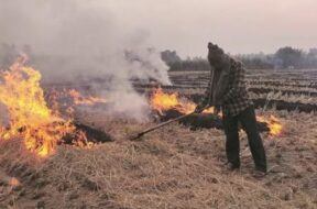 stubble burning