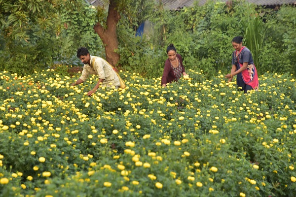 તહેવારોમાં ગલગોટા સહિત વિવિધ ફુલોનું વિશેષ મહત્વ: ફુલોની ખેતી કરતા ખેડૂતોની આવક બમણી થઈ