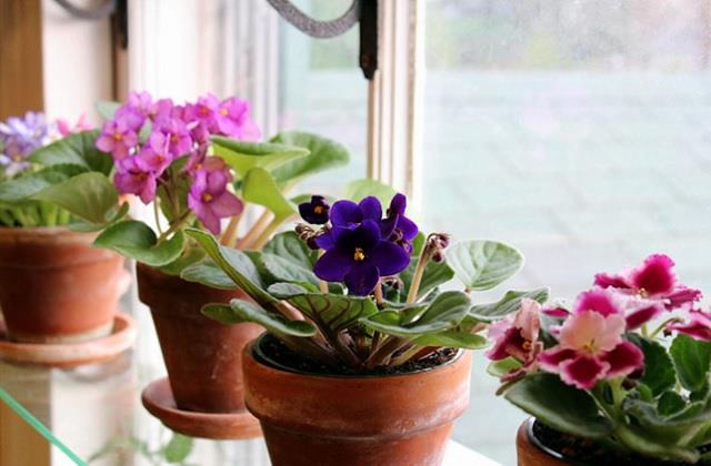 વાસ્તુ ટિપ્સ:ઘરમાં સકારાત્મકતા લાવવા માટે આ 5 ફૂલો અને છોડ લગાવો