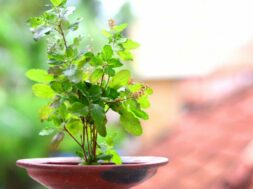 Best-remedies-of-tulsi-Tulsi-plant-removes-Vastu-defects