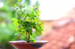Best-remedies-of-tulsi-Tulsi-plant-removes-Vastu-defects