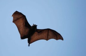 Is-It-Good-Luck-to-See-Bats-in-Dreams