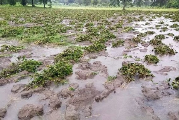 ગુજરાતઃ કમોસમી વરસાદને પગલે ખેડૂતોને થયેલા નુકશાન અંગે સર્વે કરાશે