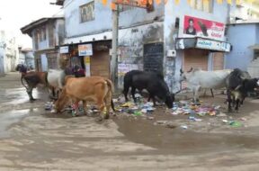 stray cattal, surendranagar