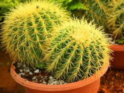 2023_12image_13_14_011575829maincactusplant-ll