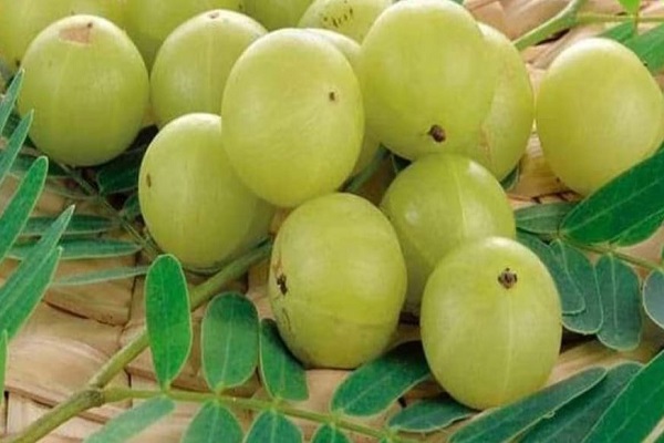 શિયાળામાં આમળા ખાવાથી મળે છે, ગજબના ફાયદા