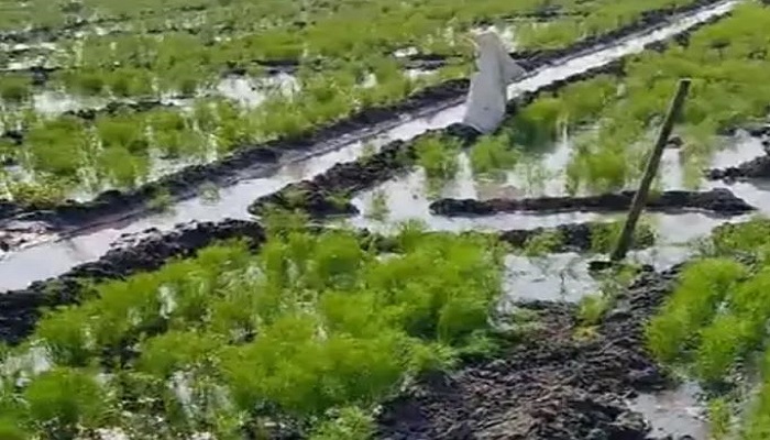 પાટડીના રૂસ્તમગઢ નજીક કેનાલમાં ગાબડું પડતા આસપાસના ખેતરોમાં પાણી ફરી વળ્યાં,