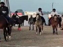 horse race