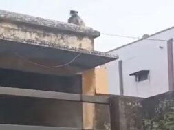Monkey, surat