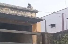 Monkey, surat