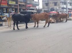 Stray cattle, surendranagar