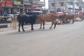 Stray cattle, surendranagar