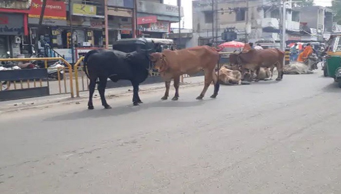 સુરેન્દ્રનગરના જાહેર રસ્તાઓ પર રખડતા ઢોરનો ત્રાસ યથાવત, નગરપાલિકાનું તંત્ર નિષ્ક્રિય
