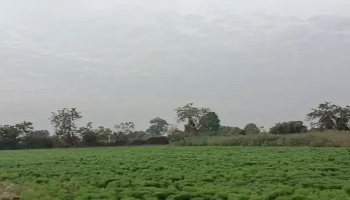 બનાસકાંઠામાં વાદળછાયાં વાતાવરણથી ખેડુતો બન્યા ચિંતિત, રવિપાકને નુકશાનની ભીતિ