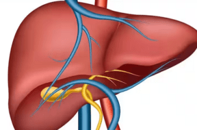 liver 2
