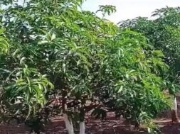mengo tree