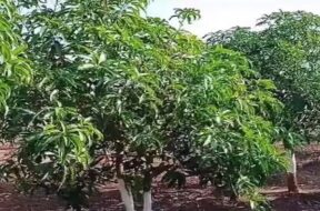 mengo tree
