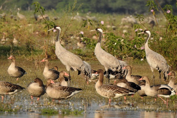 થોળમાં પક્ષીઓની ગણતરી પૂર્ણઃ અંદાજિત 45 થી 50 હજાર પક્ષીઓ હોવાનું તારણ