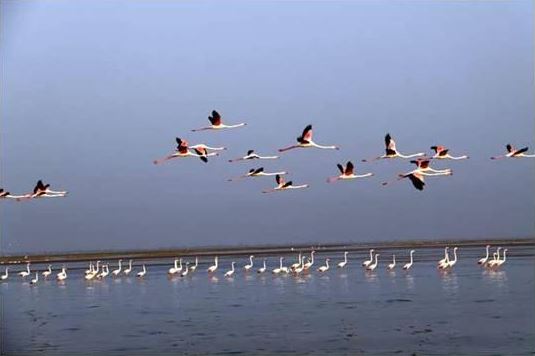ભારતની ‘રામસર સાઇટ’ નળ સરોવર ગુજરાતનું ‘પક્ષીતીર્થ’, 70થી વધુ પ્રજાતિઓના વિદેશી પક્ષીઓ બને છે મહેમાન