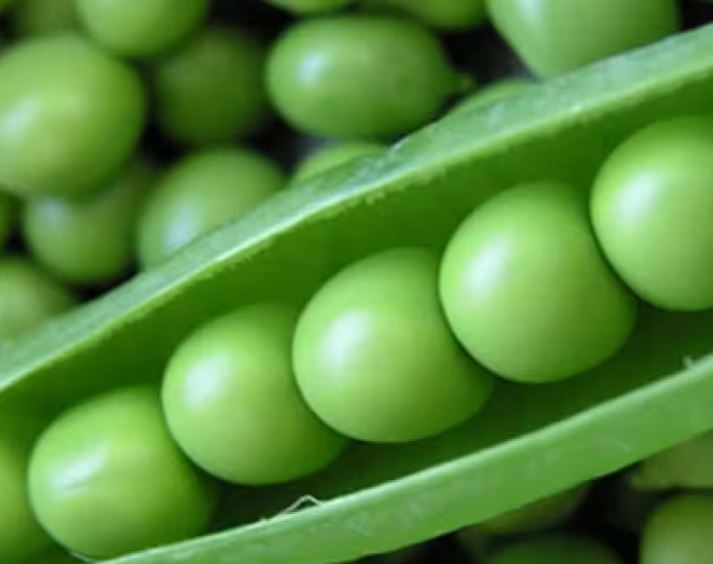 હરિયાણા કૃષિ યુનિવર્સિટી: વૈજ્ઞાનિકોએ પ્રથમ વખત વટાણાના નવા રોગની શોધ કરી