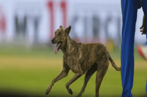 IPL
