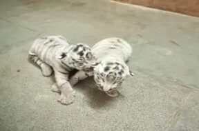 White tiger