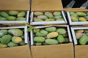 mango, kesar