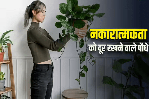 જો ઘરમાંથી નકારાત્મકતાને દૂર રાખવા માંગો છો તો આજે જ લગાવો આ છોડ