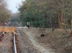 Railway track, lion