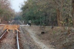 Railway track, lion