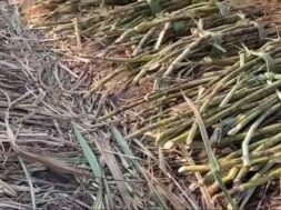 Sugar cane