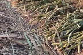 Sugar cane
