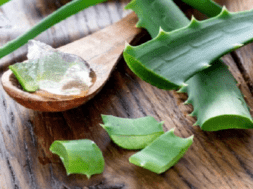aloevera
