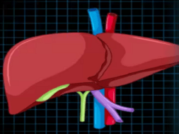 liver