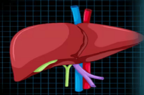 liver