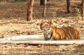 tiger, Rajkot, zoo