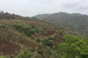 છોટાઉદેપુર વન