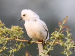 BULBUL
