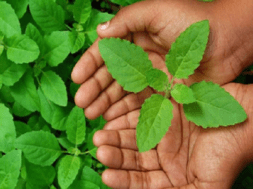 TULSI