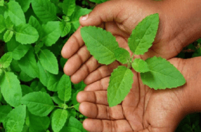 TULSI