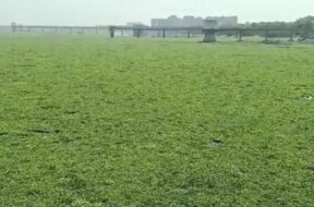 Tapi river, surat