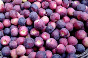 falsa