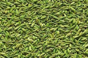 fennel