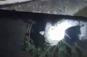 leopard licked in the well