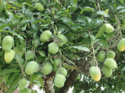 mango