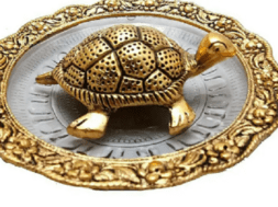 tortolse