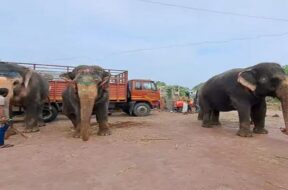 Rath yatra-1
