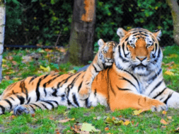 TIGER